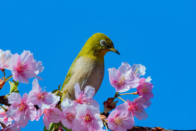 Close-up of pink cherry blossoms