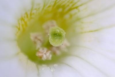 Full frame shot of fresh white flowering plant