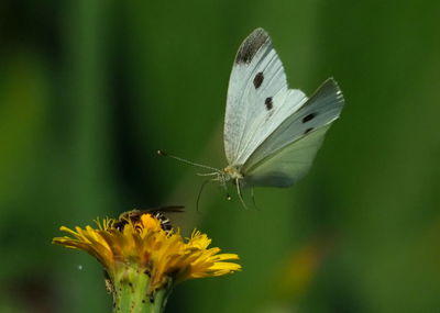 Close-up of butterfly pollinating on flower