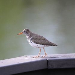 Bird perching on white background