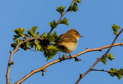 Low angle view of bird perching on tree against sky