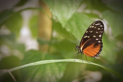 Butterfly on leaf