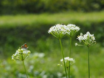 Close-up of white flowers
