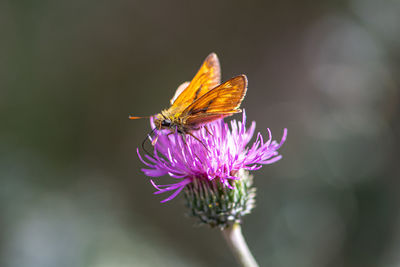 Close-up of butterfly pollinating on flower