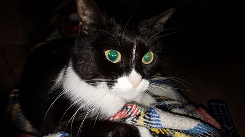 Portrait of black cat