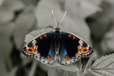 Close-up of butterfly