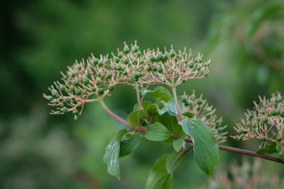 Close-up of white flowering plant