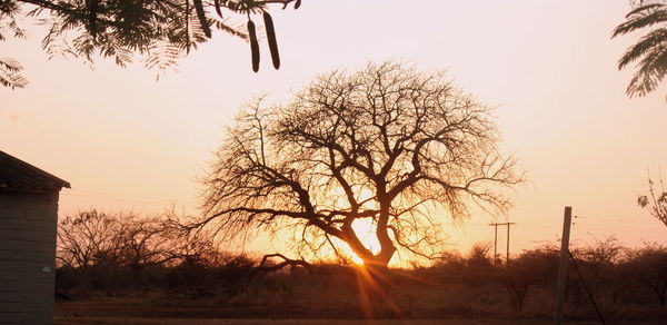 Silhouette bare trees on field against sky at sunset