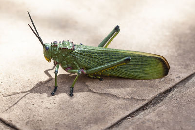 Close-up of grasshopper