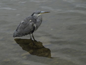 High angle view of a bird