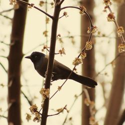 Low angle view of bird perching on tree