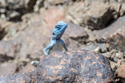 Male sinai agama with his sky-blue coloration and in his rocky habitat,  united arab emirates, uae