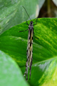 Close-up of butterfly on leaf