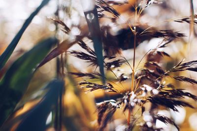 Close-up of crops against sky