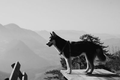 View of a dog on the land