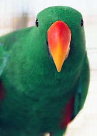 Close-up of parrot