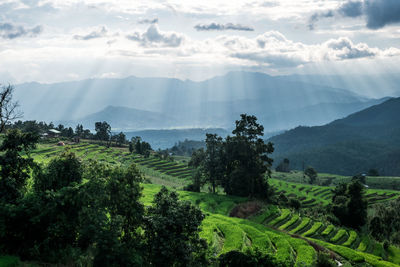 Panoramic shot of trees on field against sky