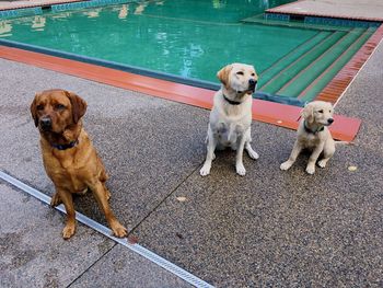 High angle view of dog in water