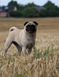 Dog on field