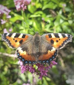 Close-up of butterfly pollinating on flower