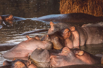 Hippos by the lake