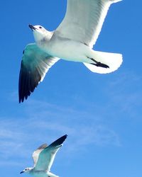 Low angle view of seagull flying in sky
