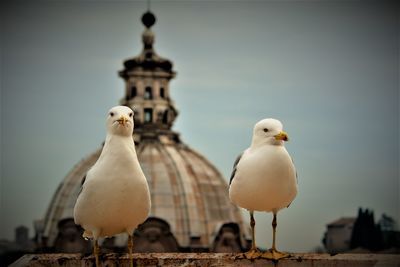 Close-up of seagulls perching in city