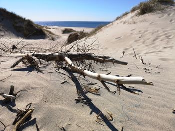 Driftwood on beach against clear sky