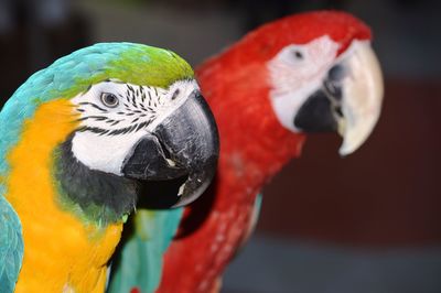 Close-up of a parrot