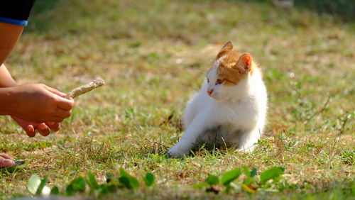 Full length of hand holding cat on field