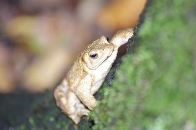 Close-up of lizard