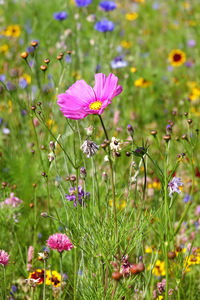 Close-up of pink flowering plants on field