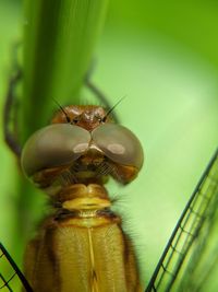 Close-up of bee on leaf