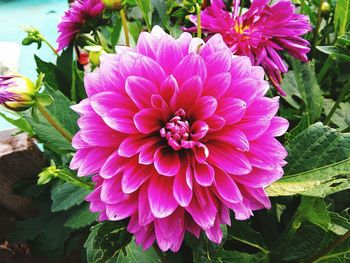 Close-up of fresh pink dahlia blooming outdoors