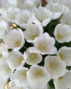 Close-up of white flowering plants in park