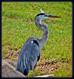 Bird on grassy field