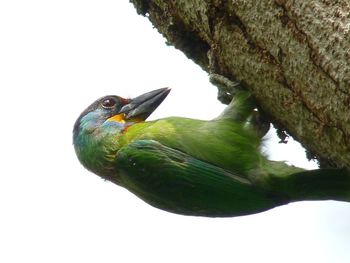 Close-up of bird perching on tree against clear sky