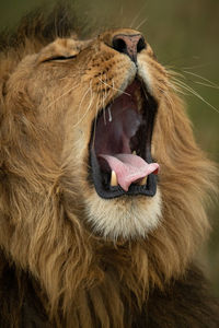 Close-up of male lion yawning in savannah