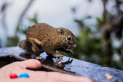 Close-up of squirrel