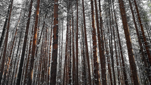 Low angle view of pine trees in forest