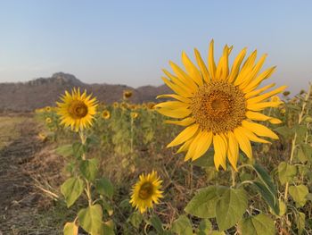 Close-up of sunflower on field against sky