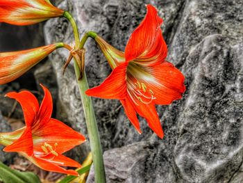 Close-up of red flower