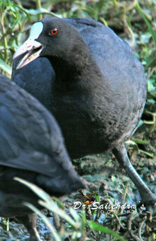 CLOSE-UP OF BIRDS PERCHING ON TREE