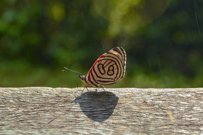 Close-up of butterfly on wood