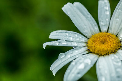 Close-up of water drops on yellow flower