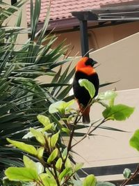 Close-up of bird perching on potted plant