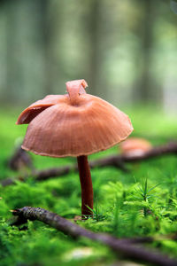 fungus