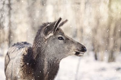 Close-up of a horse on snowy field