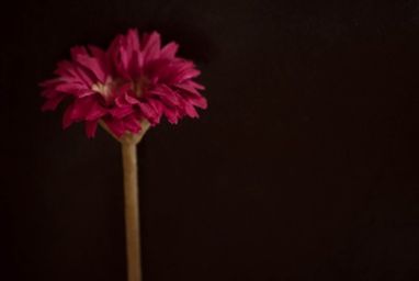 Close-up of red flower over black background