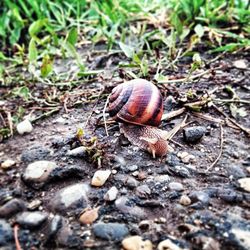 Close-up of snail on ground